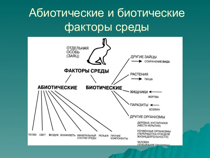 Абиотические и биотические факторы среды