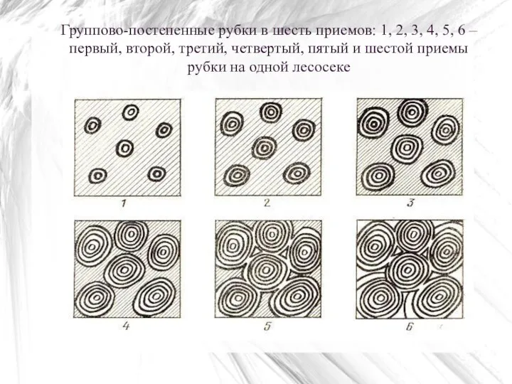 Группово-постепенные рубки в шесть приемов: 1, 2, 3, 4, 5, 6