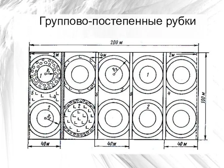 Группово-постепенные рубки