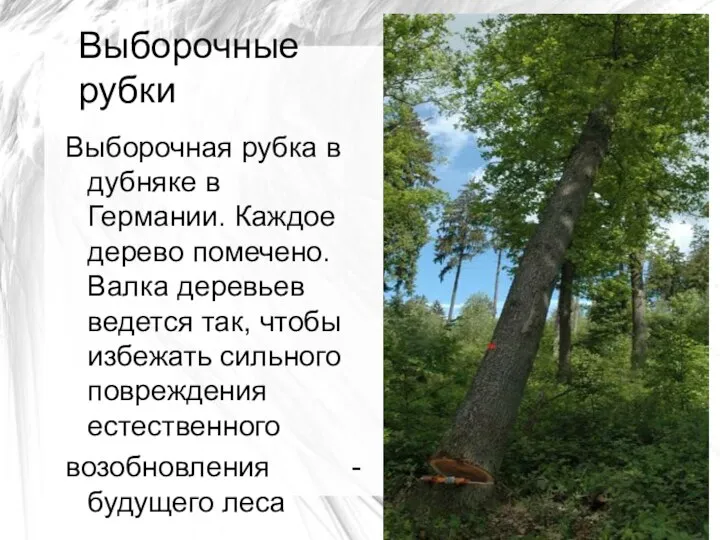 Выборочные рубки Выборочная рубка в дубняке в Германии. Каждое дерево помечено.