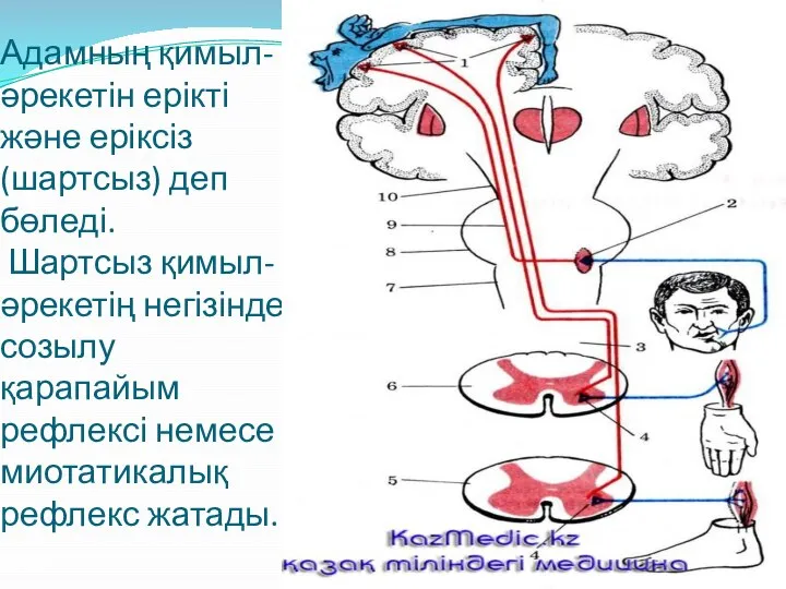 Адамның қимыл-әрекетін ерікті және еріксіз (шартсыз) деп бөледі. Шартсыз қимыл-әрекетің негізінде