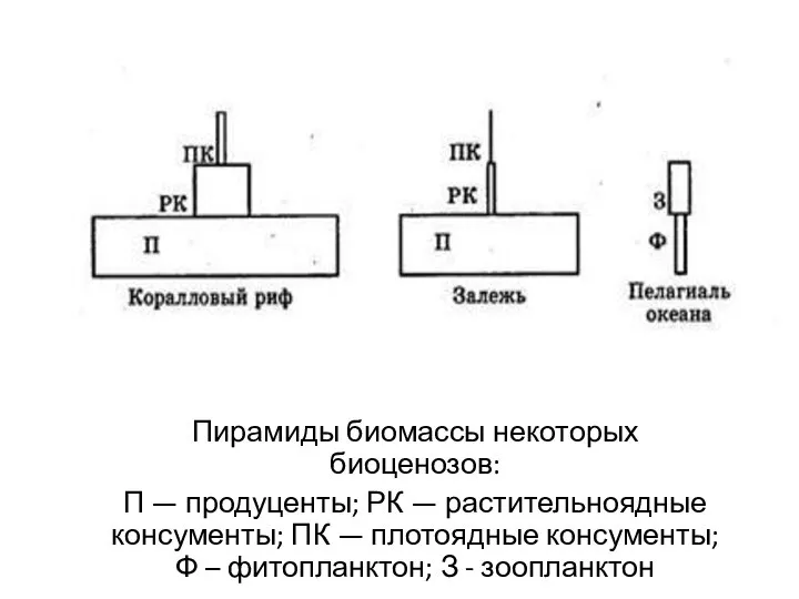 Пирамиды биомассы некоторых биоценозов: П — продуценты; РК — растительноядные консументы;