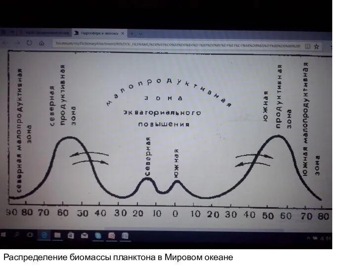 Распределение биомассы планктона в Мировом океане