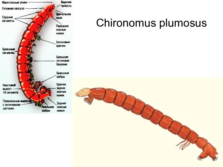 Chironomus plumosus