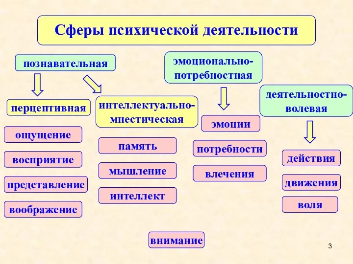 Сферы психической деятельности деятельностно-волевая познавательная эмоционально-потребностная внимание ощущение восприятие представление память