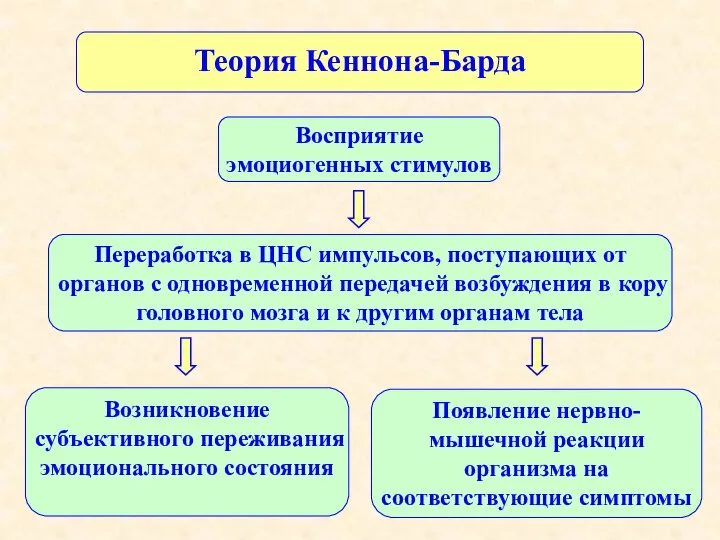 Теория Кеннона-Барда Возникновение субъективного переживания эмоционального состояния Восприятие эмоциогенных стимулов Переработка