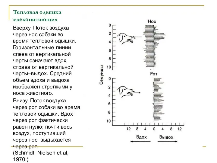 Тепловая одышка млекопитающих Вверху. Поток воздуха через нос собаки во время