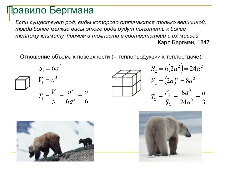 Правило Бергмана Если существует род, виды которого отличаются только величиной, тогда