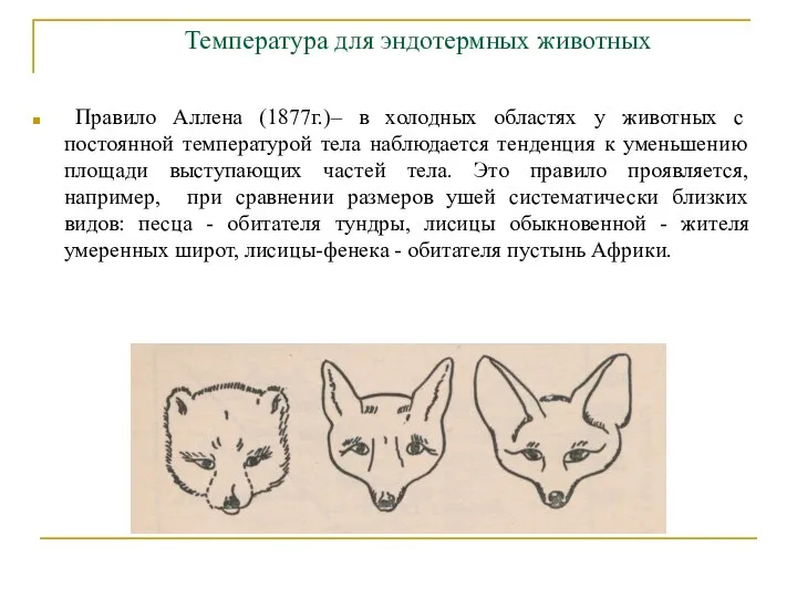 Температура для эндотермных животных Правило Аллена (1877г.)– в холодных областях у