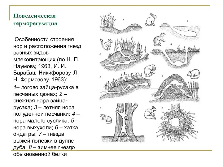 Поведенческая терморегуляция Особенности строения нор и расположения гнезд разных видов млекопитающих