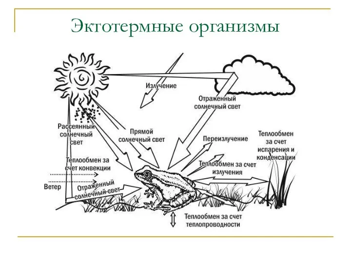 Эктотермные организмы