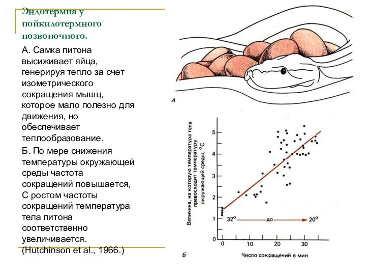 Эндотермия у пойкилотермного позвоночного. А. Самка питона высиживает яйца, генерируя тепло