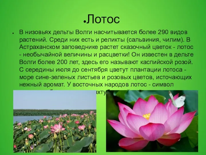 Лотос В низовьях дельты Волги насчитывается более 290 видов растений. Среди