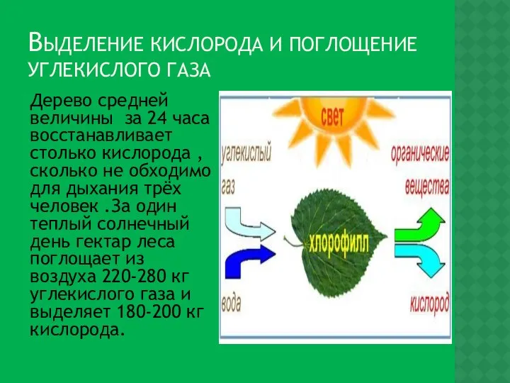 ВЫДЕЛЕНИЕ КИСЛОРОДА И ПОГЛОЩЕНИЕ УГЛЕКИСЛОГО ГАЗА Дерево средней величины за 24