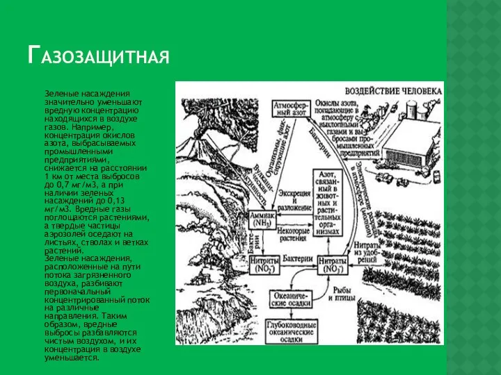 ГАЗОЗАЩИТНАЯ Зеленые насаждения значительно уменьшают вредную концентрацию находящихся в воздухе газов.