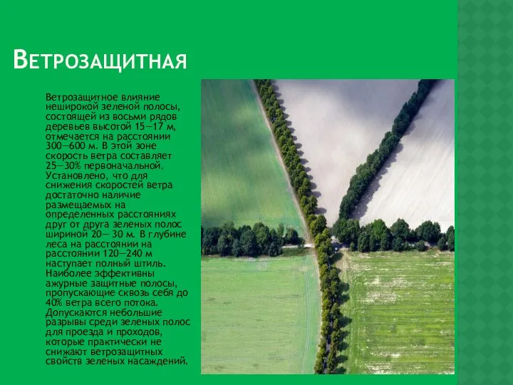 ВЕТРОЗАЩИТНАЯ Ветрозащитное влияние неширокой зеленой полосы, состоящей из восьми рядов деревьев