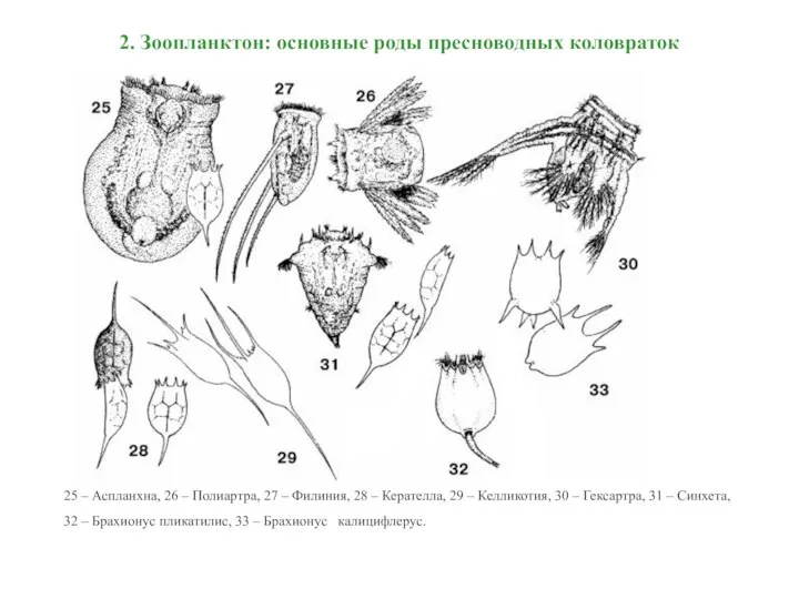 2. Зоопланктон: основные роды пресноводных коловраток 25 – Аспланхна, 26 –