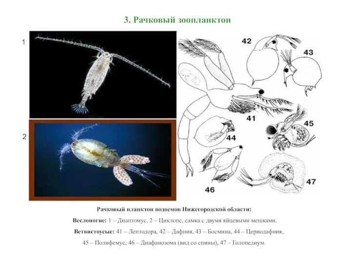 3. Рачковый зоопланктон Рачковый планктон водоемов Нижегородской области: Веслоногие: 1 –