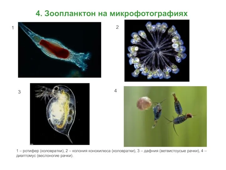 4. Зоопланктон на микрофотографиях 1 2 3 4 1 – ротифер