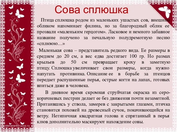 Сова сплюшка Птица сплюшка родом из маленьких ушастых сов, внешним обликом