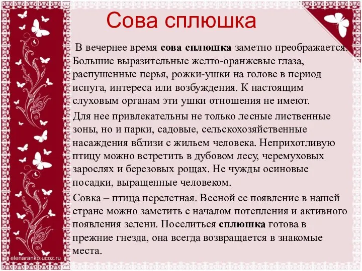 Сова сплюшка В вечернее время сова сплюшка заметно преображается. Большие выразительные