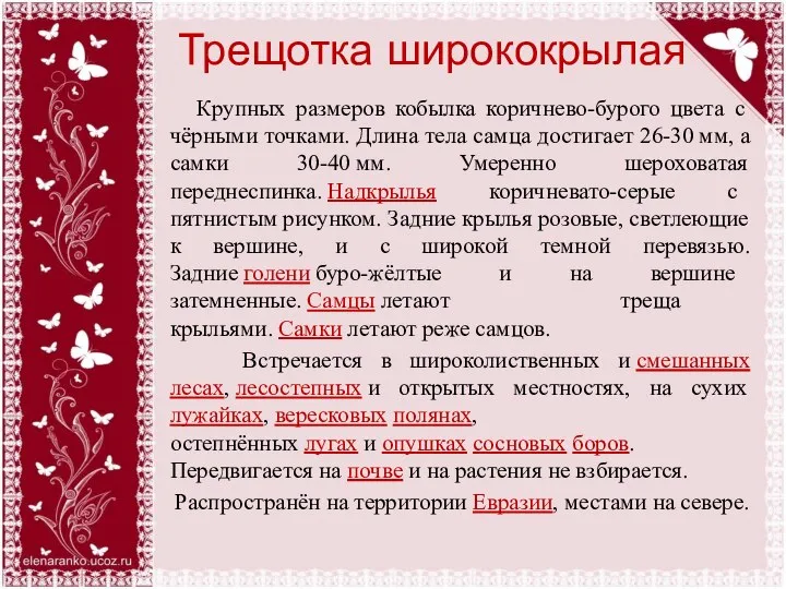 Трещотка ширококрылая Крупных размеров кобылка коричнево-бурого цвета с чёрными точками. Длина