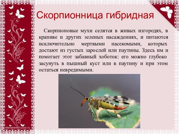Скорпионница гибридная Скорпионовые мухи селятся в живых изгородях, в крапиве и