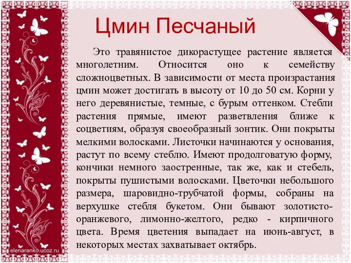 Цмин Песчаный Это травянистое дикорастущее растение является многолетним. Относится оно к