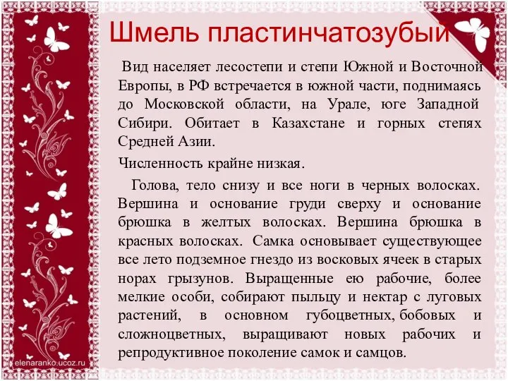 Шмель пластинчатозубый Вид населяет лесостепи и степи Южной и Восточной Европы,