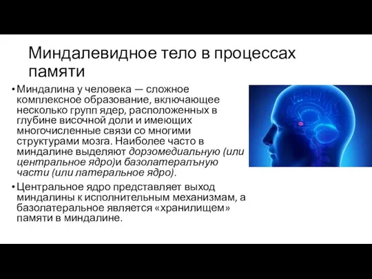 Миндалевидное тело в процессах памяти Миндалина у человека — сложное комплексное