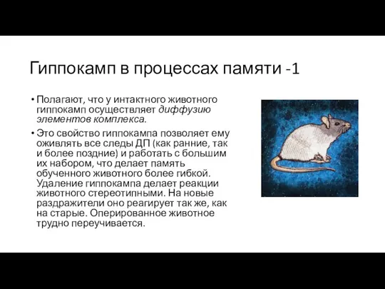 Гиппокамп в процессах памяти -1 Полагают, что у интактного животного гиппокамп