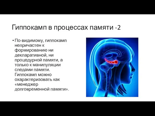 Гиппокамп в процессах памяти -2 По-видимому, гиппокамп непричастен к формированию ни