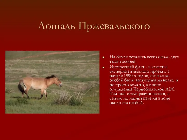 Лошадь Пржевальского На Земле остались всего около двух тысяч особей. Интересный