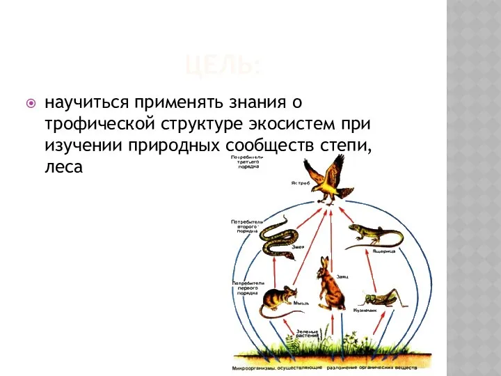 ЦЕЛЬ: научиться применять знания о трофической структуре экосистем при изучении природных сообществ степи, леса