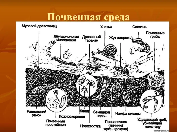 Почвенная среда