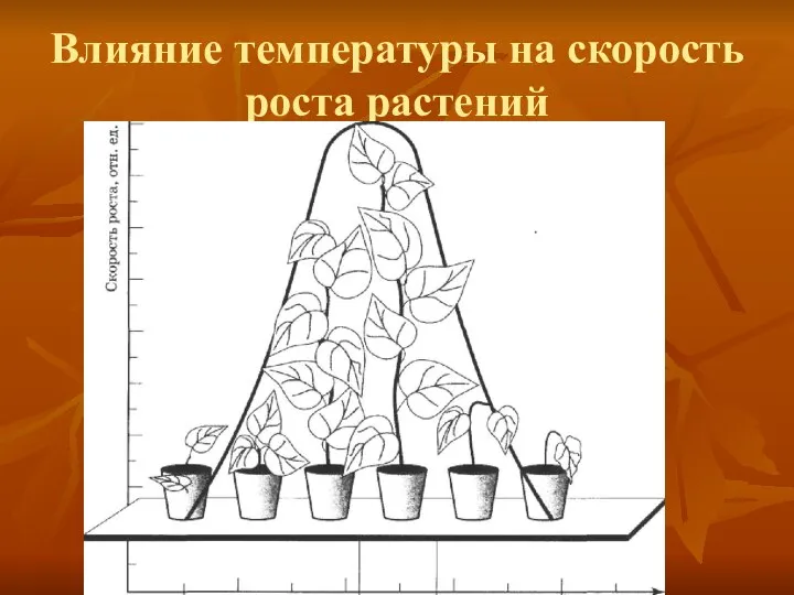 Влияние температуры на скорость роста растений