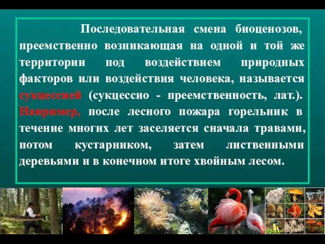 Последовательная смена биоценозов, преемственно возникающая на одной и той же территории