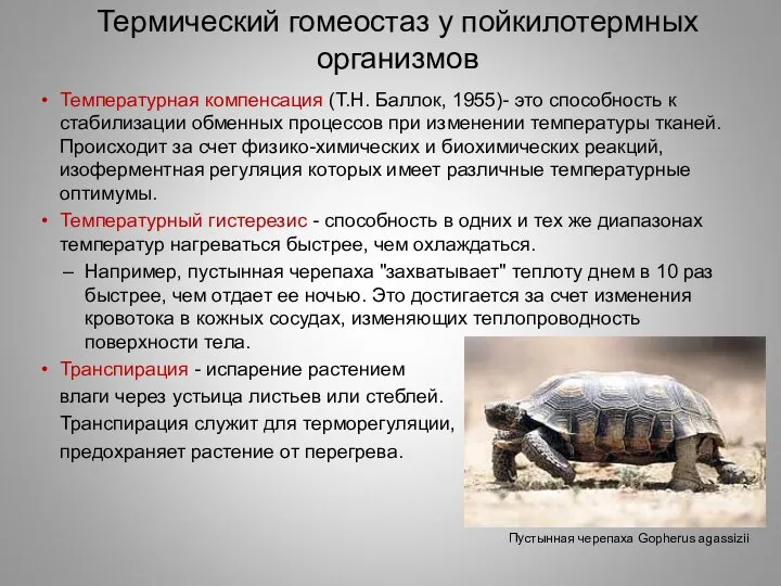 Термический гомеостаз у пойкилотермных организмов Температурная компенсация (Т.Н. Баллок, 1955)- это