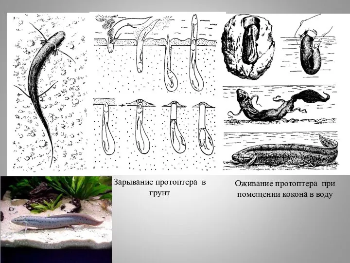 Личинка протоптера Зарывание протоптера в грунт Оживание протоптера при помещении кокона в воду