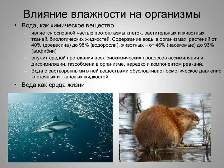 Влияние влажности на организмы Вода, как химическое вещество является основной частью