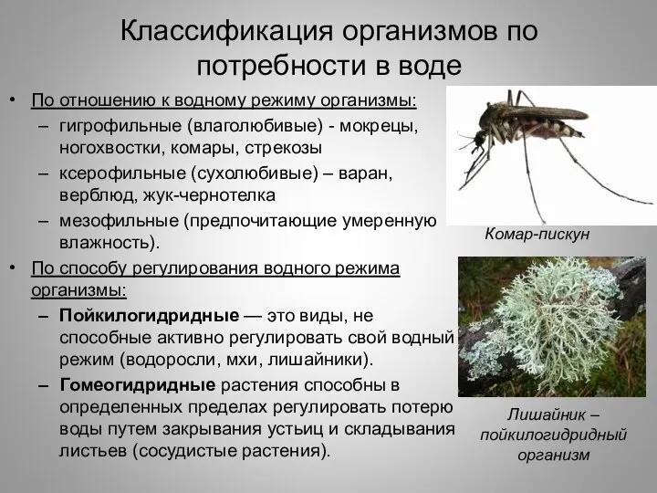 Классификация организмов по потребности в воде По отношению к водному режиму