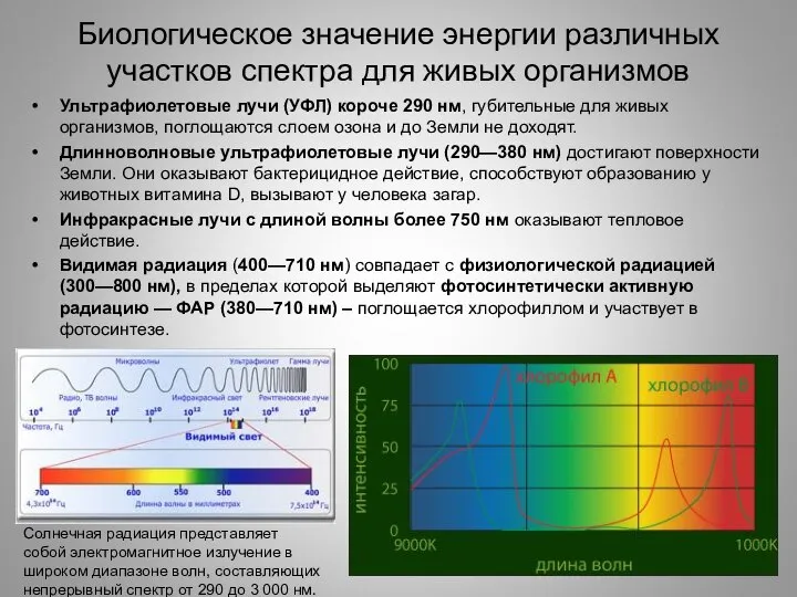 Биологическое значение энергии различных участков спектра для живых организмов Ультрафиолетовые лучи