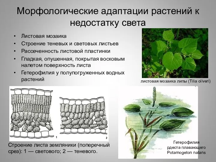 Морфологические адаптации растений к недостатку света Листовая мозаика Строение теневых и