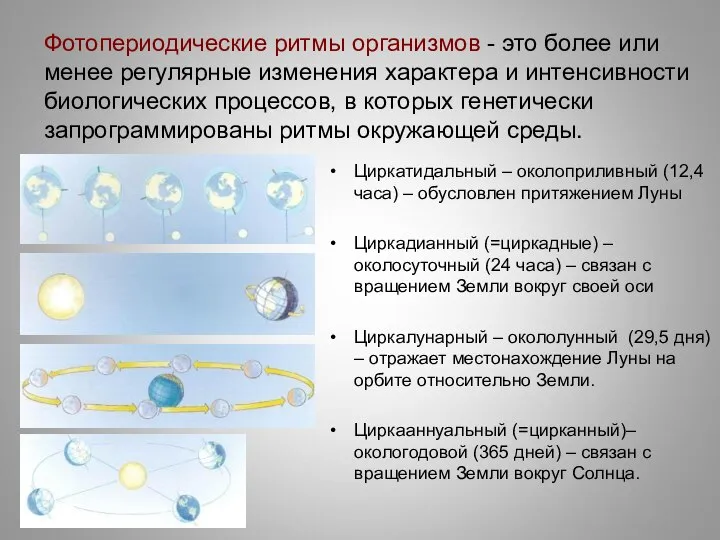 Фотопериодические ритмы организмов - это более или менее регулярные изменения характера