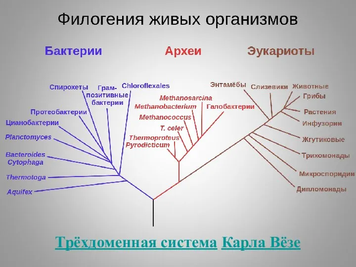 Трёхдоменная система Карла Вёзе