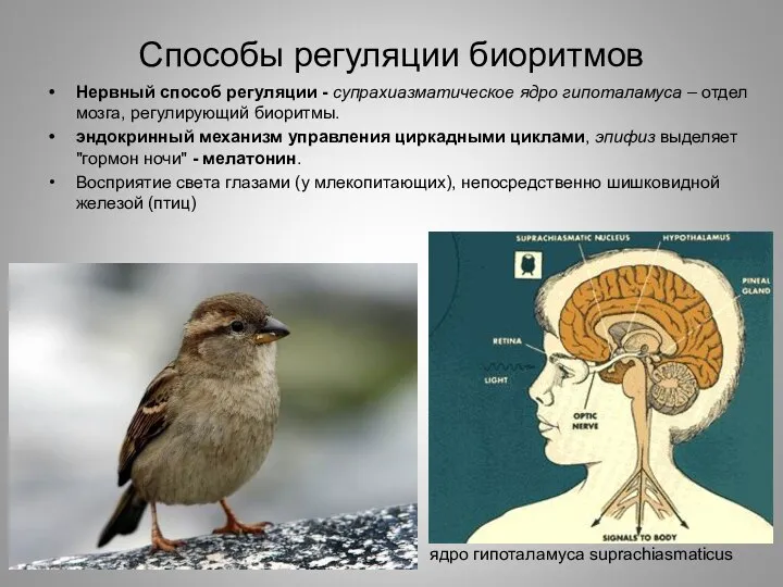 Способы регуляции биоритмов Нервный способ регуляции - супрахиазматическое ядро гипоталамуса –