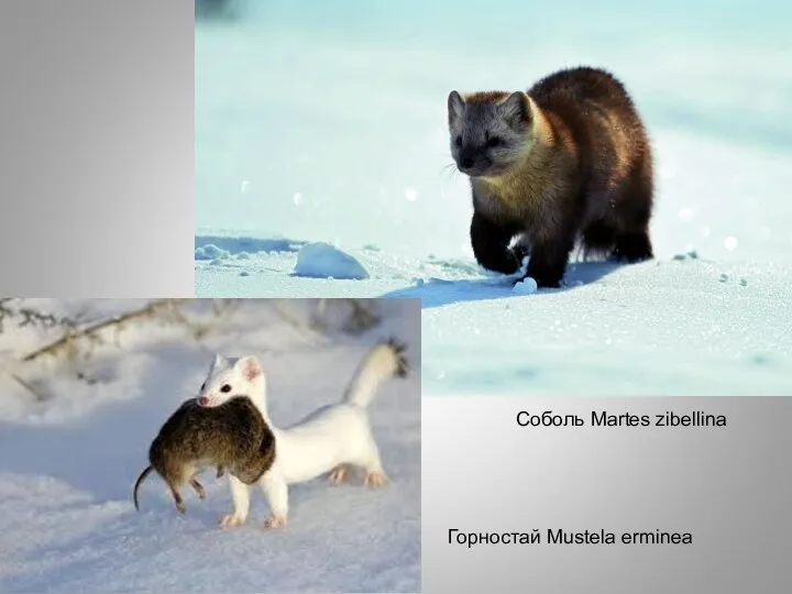 Соболь Martes zibellina Горностай Mustela erminea