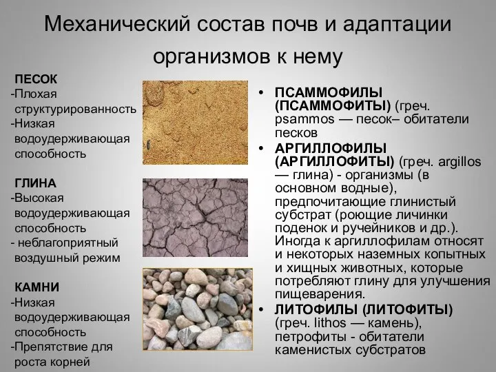 Механический состав почв и адаптации организмов к нему ПСАММОФИЛЫ (ПСАММОФИТЫ) (греч.