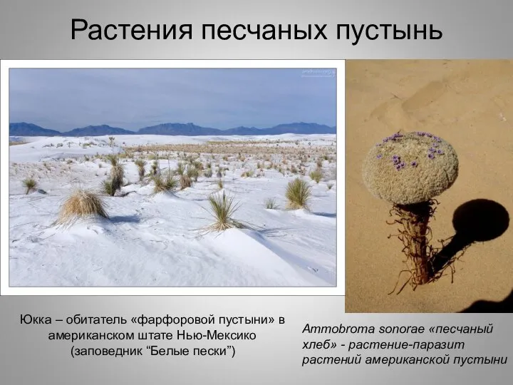 Растения песчаных пустынь Ammobroma sonorae «песчаный хлеб» - растение-паразит растений американской