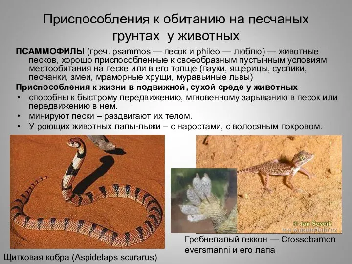 Приспособления к обитанию на песчаных грунтах у животных ПСАММОФИЛЫ (греч. psammos